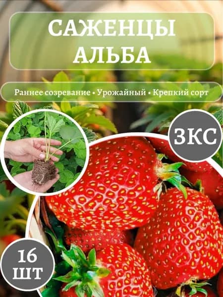 Саженцы клубники Альба Рассада ЗКС