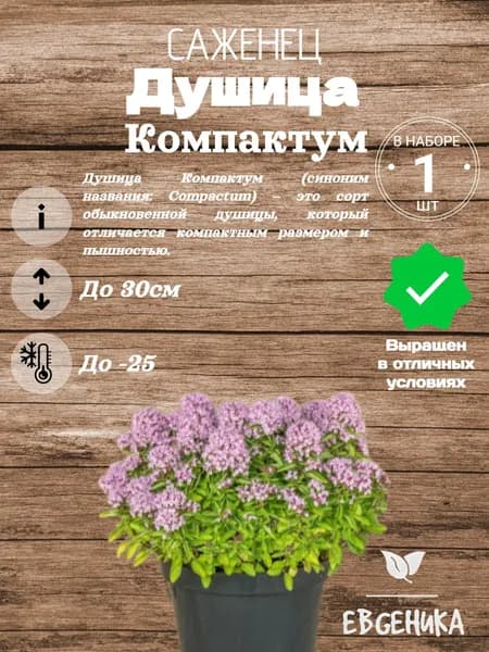 Душица Компактум
