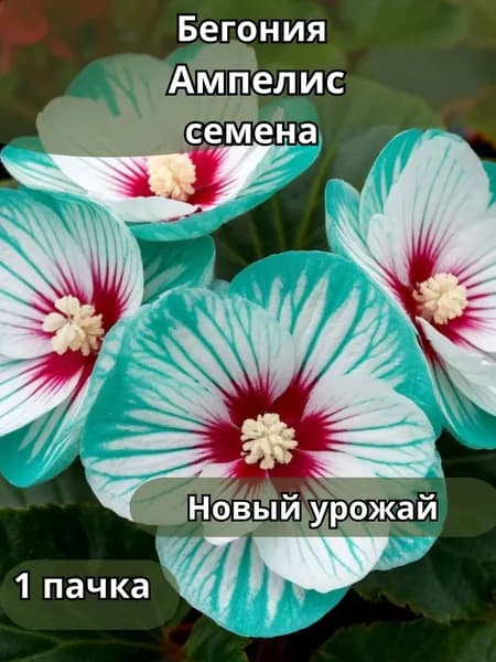 Бегония Ампелис, семена 10шт