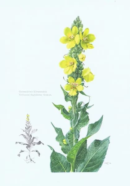 Коровяк высокий (густоцветковый, скипетровидный). Антикварная офсетная литография. Германия, 1970 год