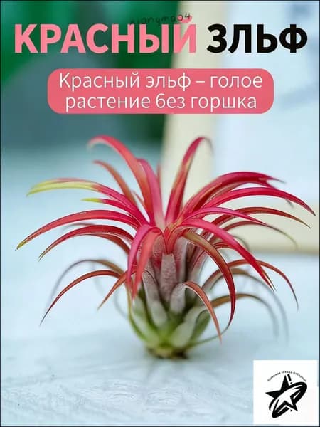 Воздушные тилландсии для дома: неприхотливые растения, очищающие воздух.