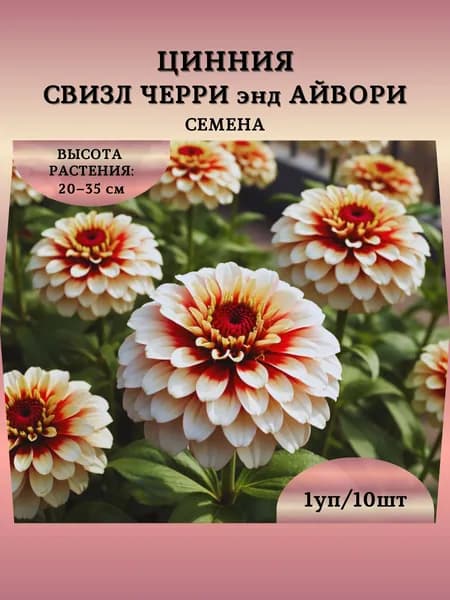 Цинния "Свизл Черри энд Айвори" семена, 1 пачка