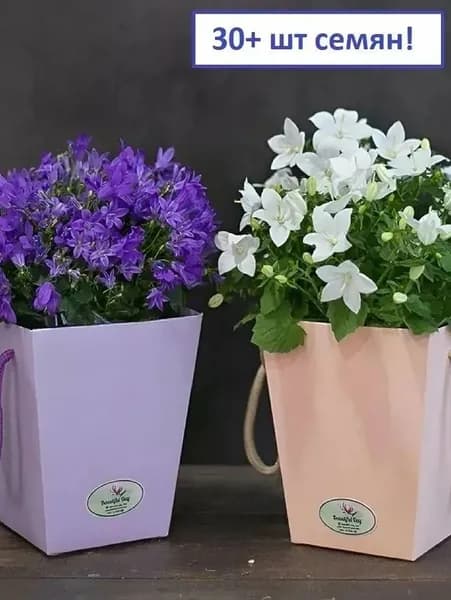 Кампанула набор Жених и невеста семена