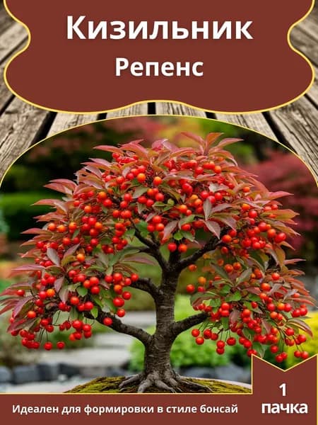 Кизильник Репенс , семена 10 шт. (бонсай)