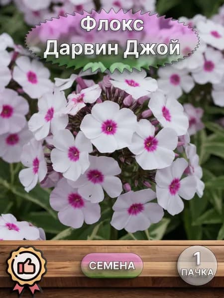 Флокс Дарвин Джой, семена 10 шт.