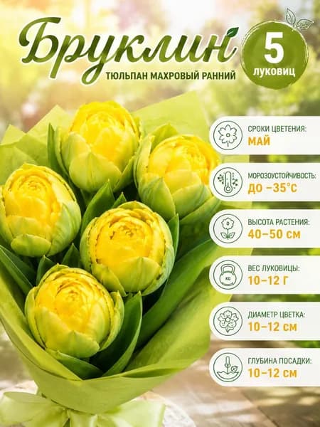 Тюльпаны луковицы Бруклин 5 шт