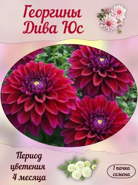 Георгины Дива Юс, семена, 10 шт.