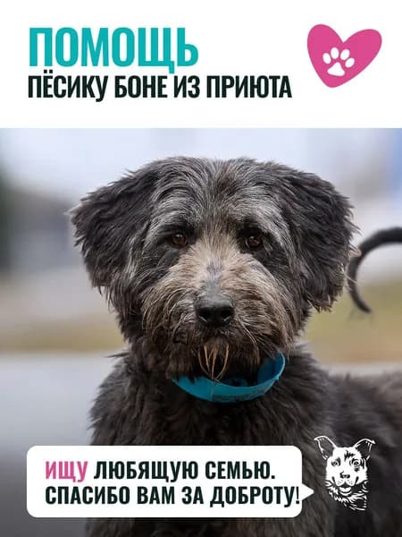 Помочь Боне найти дом