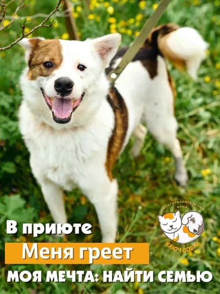 Помочь собаке Коле найти дом
