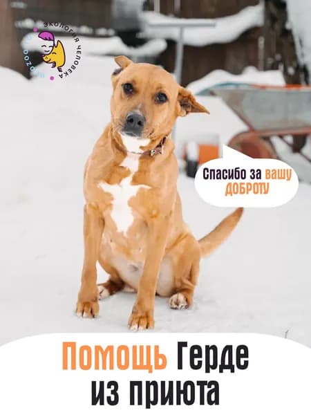 Помочь Герде найти дом