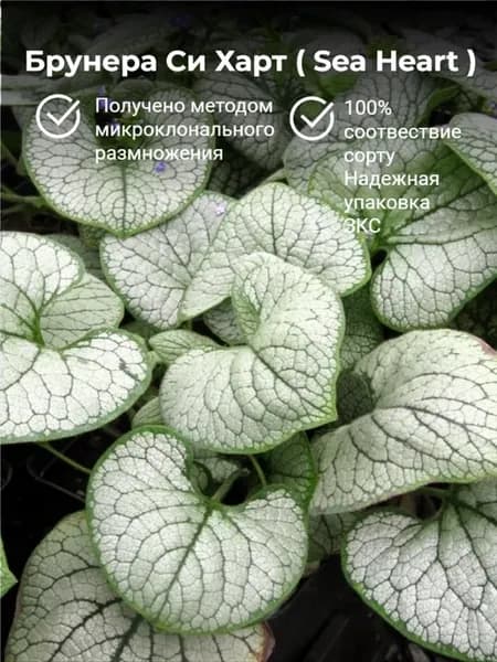 Саженец Бруннера Си Харт ( Sea Heart ), многолетние цветы