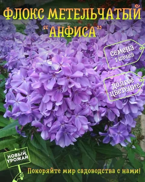 Флокс (метельчатый) Анфиса, семена, 10 шт.