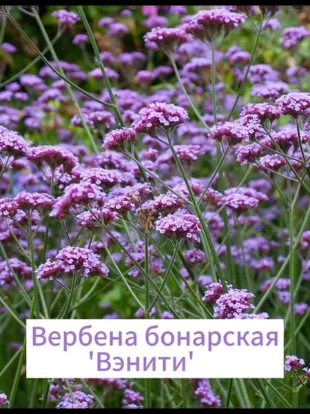 Вербена бонарская «Вэнити» (Vanity) саженец в горшочке