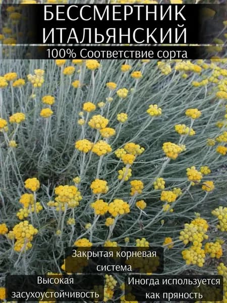 Саженец Цмин (Бессмертник) итальянский