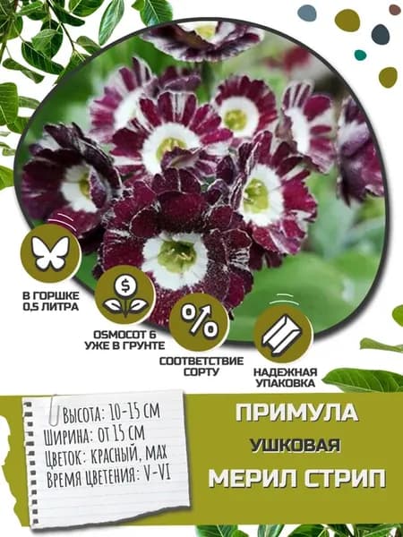 Саженец Примула Ушковая Мерил Стрип