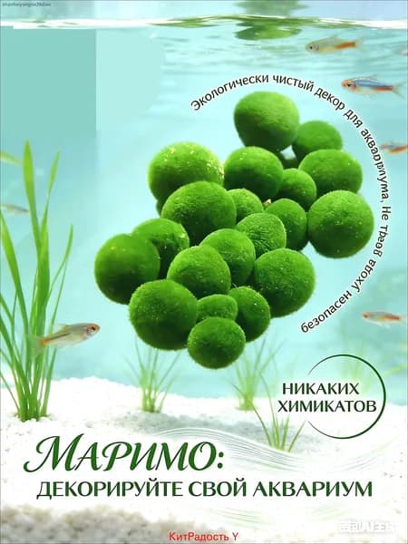 Маримо 10 шт в круглом прозрачном сосуде, декор для аквариума и флорариума