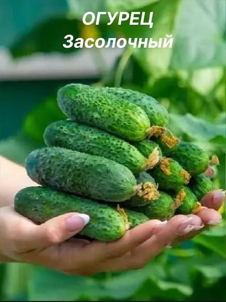 Огурец засолочный
