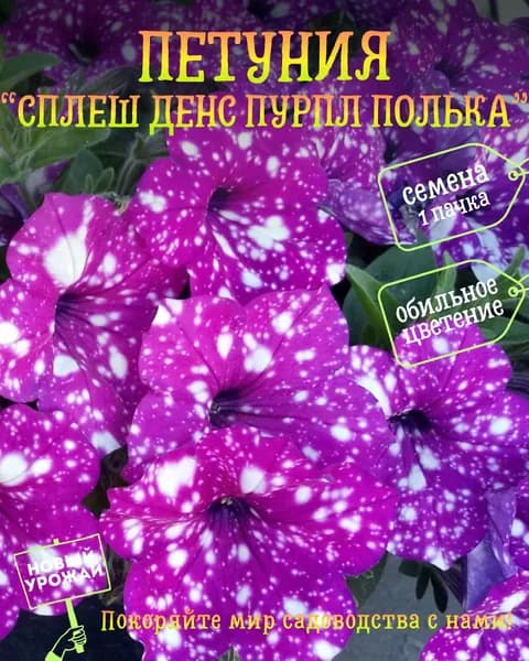Петуния Сплеш Денс Пурпл Полька, семена, 10 шт.