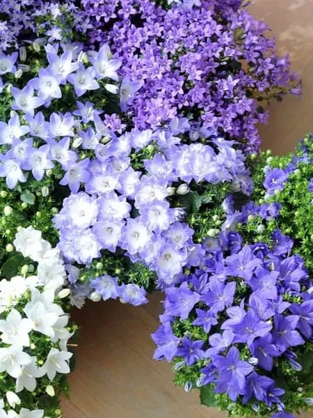 Кампанула Жених и Невеста, микс сортов простых, махровых +любовник, семена