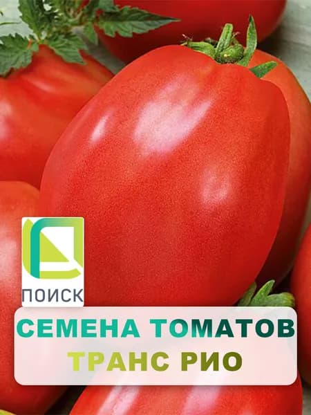 Семена томатов "Транс Рио" 0,1 гр, для дома, дачи и огорода, в открытый грунт, в контейнер, на рассаду, помидоры из семян.
