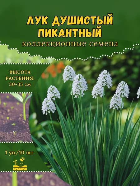 Семена Лука душистого "Пикантный", 10 семян
