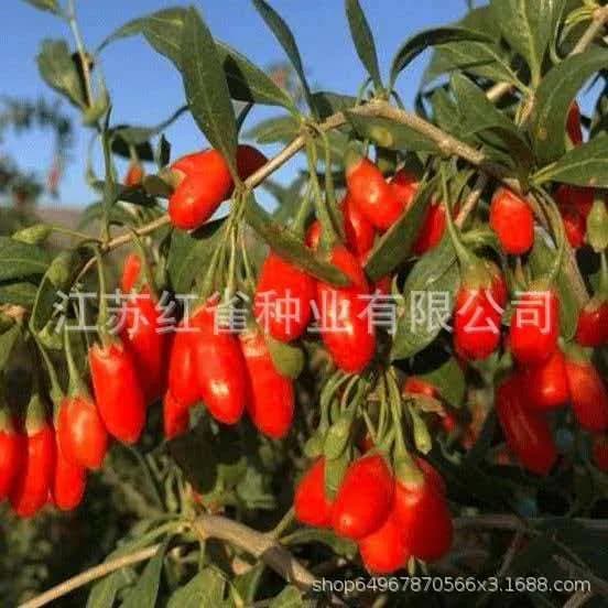 Саженец съедобной крупноплодной красной годжи для посадки в горшок и грунт
