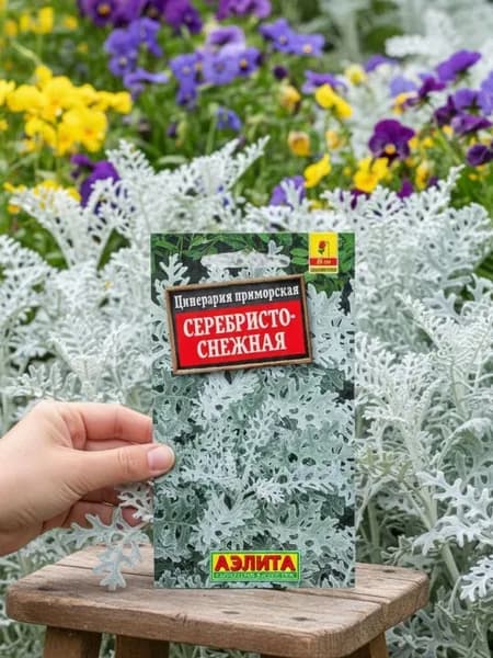 Семена цветов Цинерария приморская Серебристо-снежная