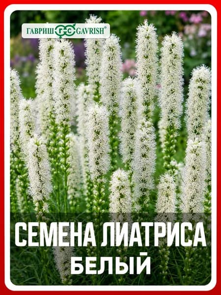 Семена Лиатрис колосковый "Белый" 0,05 гр, многолетние травянистые растения для дома и дачи, сада и огорода, в открытый грунт, цветы из семян, в ящик.
