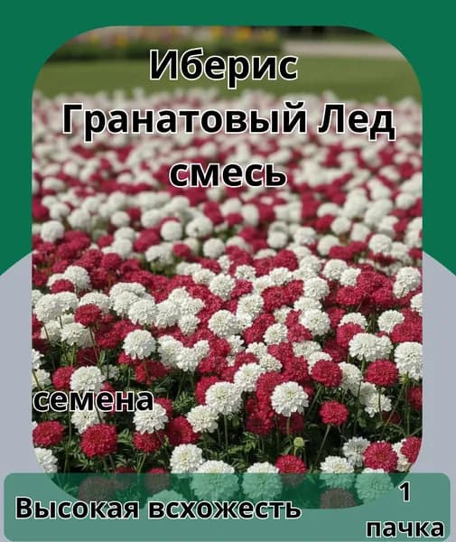 Иберис Гранатовый Лед,смесь, семена 10шт