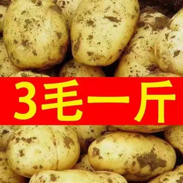 Свежий фермерский картофель с белой мякотью, только что выкопанный