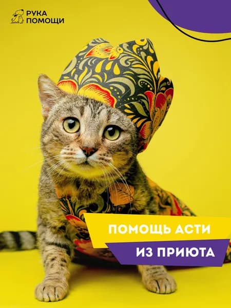 Помочь Асти найти дом