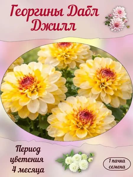 Георгины Дабл Джилл, семена, 10 шт.