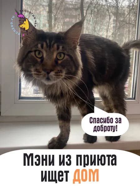 Помочь Мэни найти дом