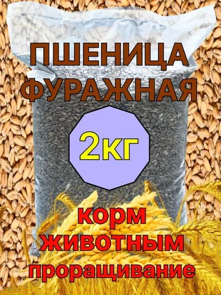 Пшеница зерно для проращивания кормовая фуражная 2кг