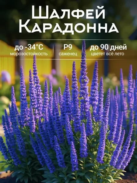 Шалфей дубравный саженец многолетний Карадонна