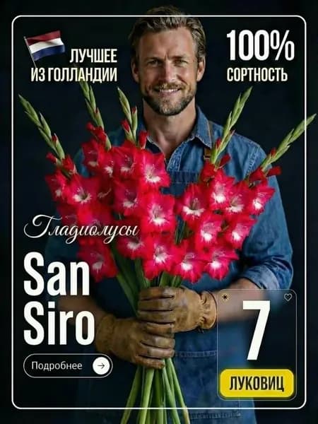 Луковицы гладиолусов для посадки San Siro