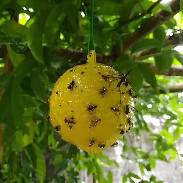 Ловушка для садовых вредителей
