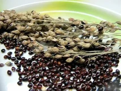 Просо Черное 1кг.