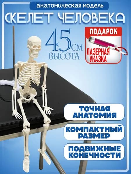 Анатомическая модель СКЕЛЕТ человека на подставке настольная 45см, лазер с фонариком в комплекте