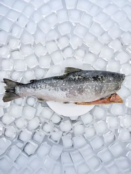 Кижуч без головы от 2,4 кг свежемороженый штучной заморозки