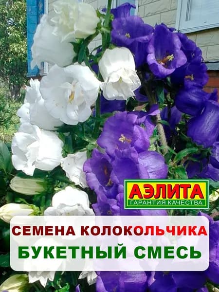 Семена колокольчик "Букетный", смесь, 0,1 г, многолетние цветы, для дачи, сада и огорода, клумбы, в открытый грунт