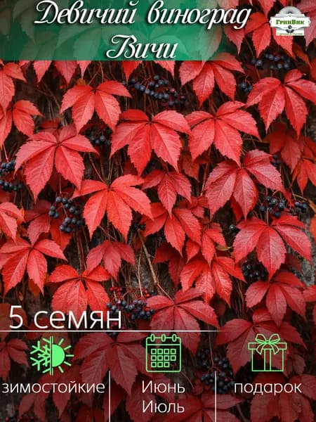 Семена ,5шт
