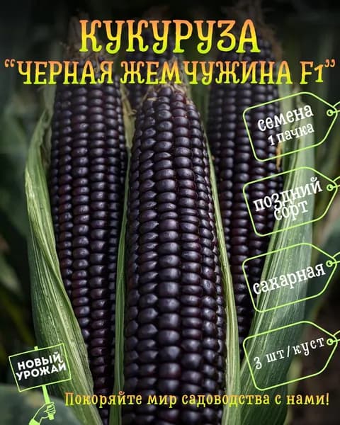 Кукуруза сахарная Черная жемчужина F1, семена, 1 пачка