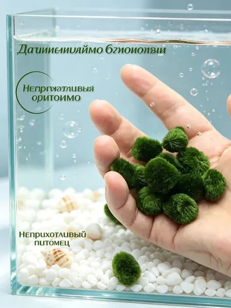 Подарочный набор живого мха Маримо, для подарка, диаметр 1 см, набор из 4 штук