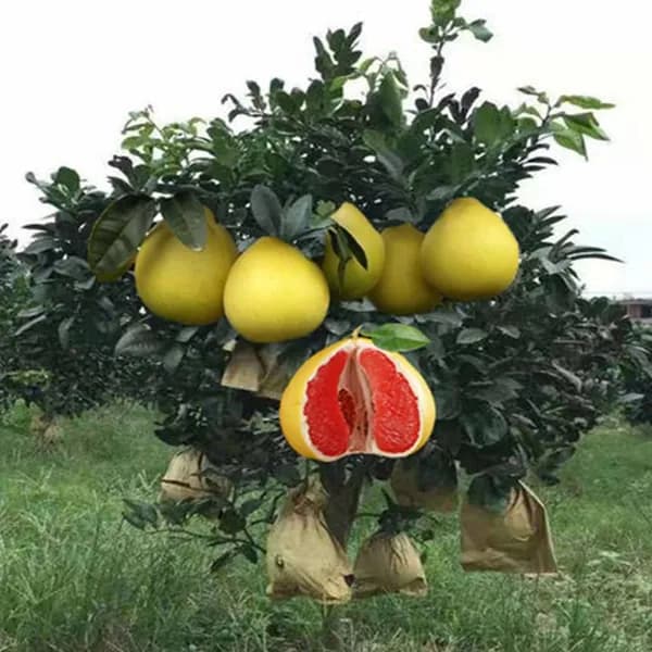 Non-branded Стабилизированные цветы, 10 см, 8 гр