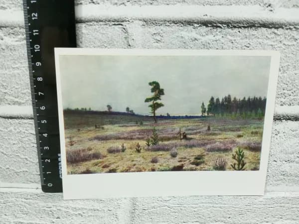 Канцелярия антикварная винтажная Открытка Ендогуров Белый мох На севере