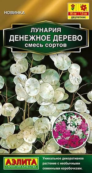 Семена Лунария (Лунник) Денежное дерево, смесь (0,3 г) - Аэлита. Двулетник, для сухоцветов, декоративные стручки, высота 90 см, для клумбы и букета
