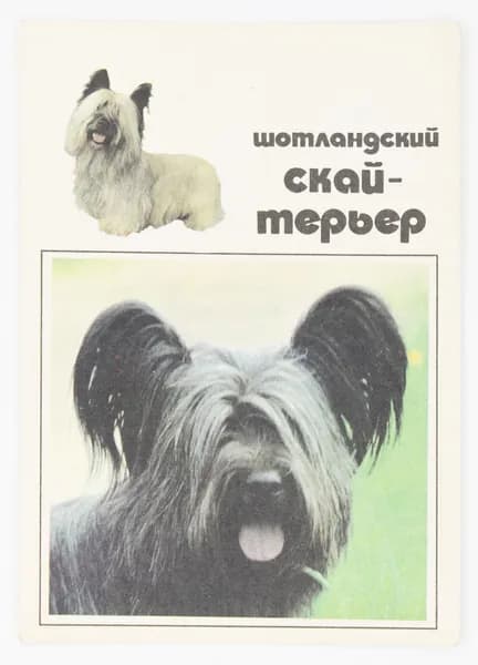 Открытка. "Шотландский скай-терьер". Чистая. 1991 г. Фото А. Иолиса
