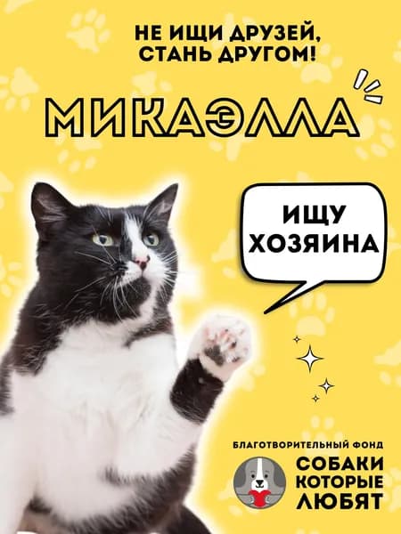 Помочь Микаэлле найти дом