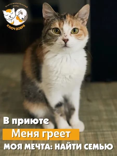 Помочь кошке Жемчужине найти дом
